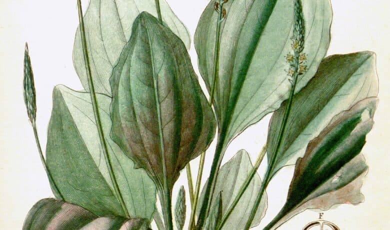 Plantain