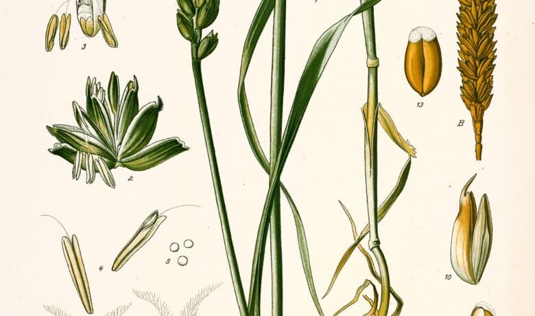 Germe de blé